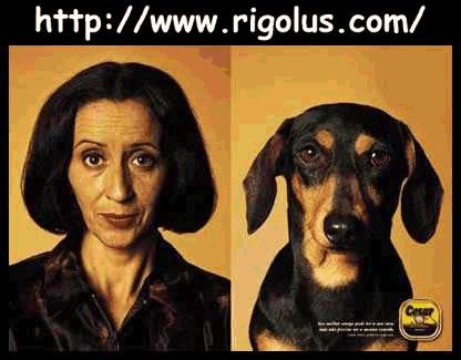 tel maitre tel chien